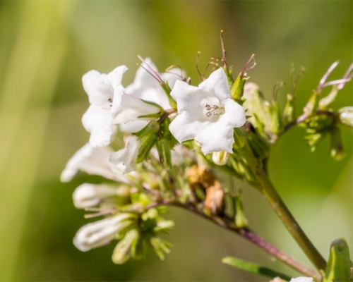 PhytoHeal - NuFitte - Image 10